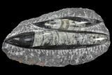 Polished Orthoceras (Cephalopod) Fossils - Morocco #96650-1